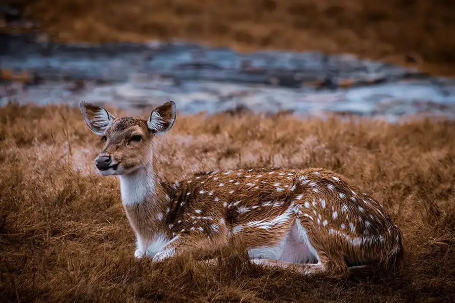 Ranthambore Weekend Tour