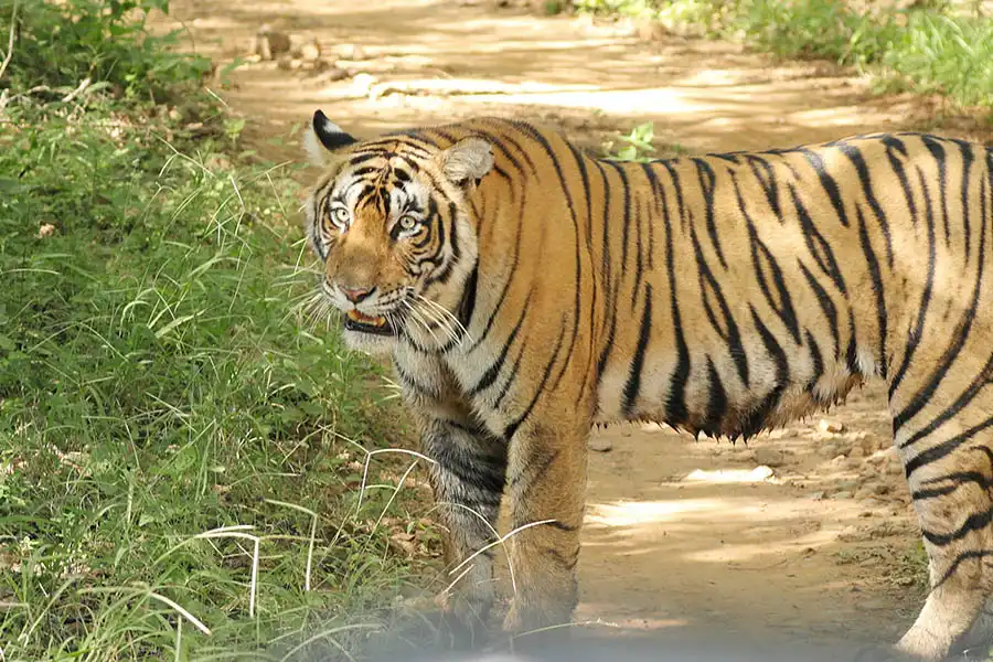 Ranthambore Weekend Tour