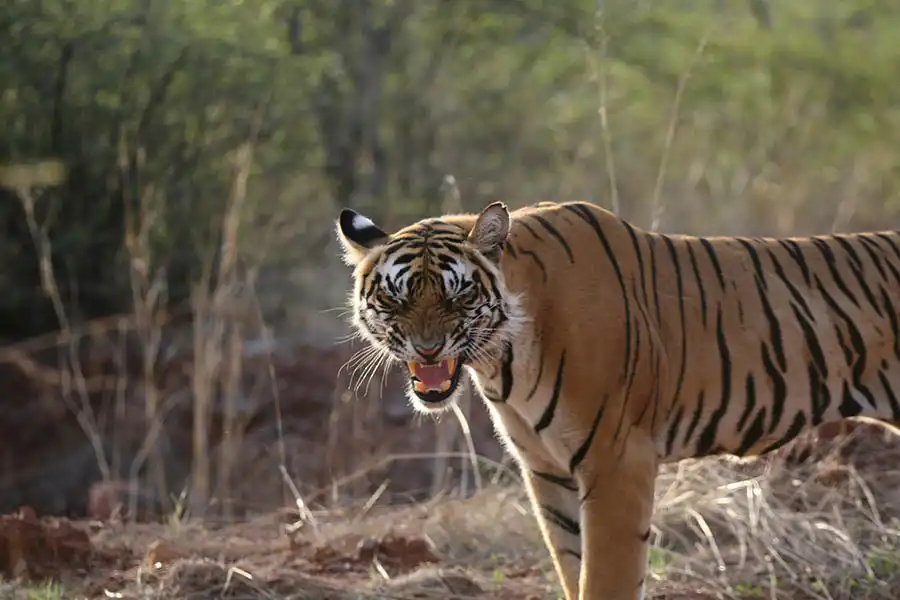 Ranthambore Weekend Tour